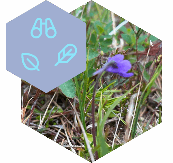 Mapping and monitoring / Bild