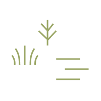 Grafisch illustrierte kleine, icon-mäßige Gestaltung von Flechten in zartem Grün.